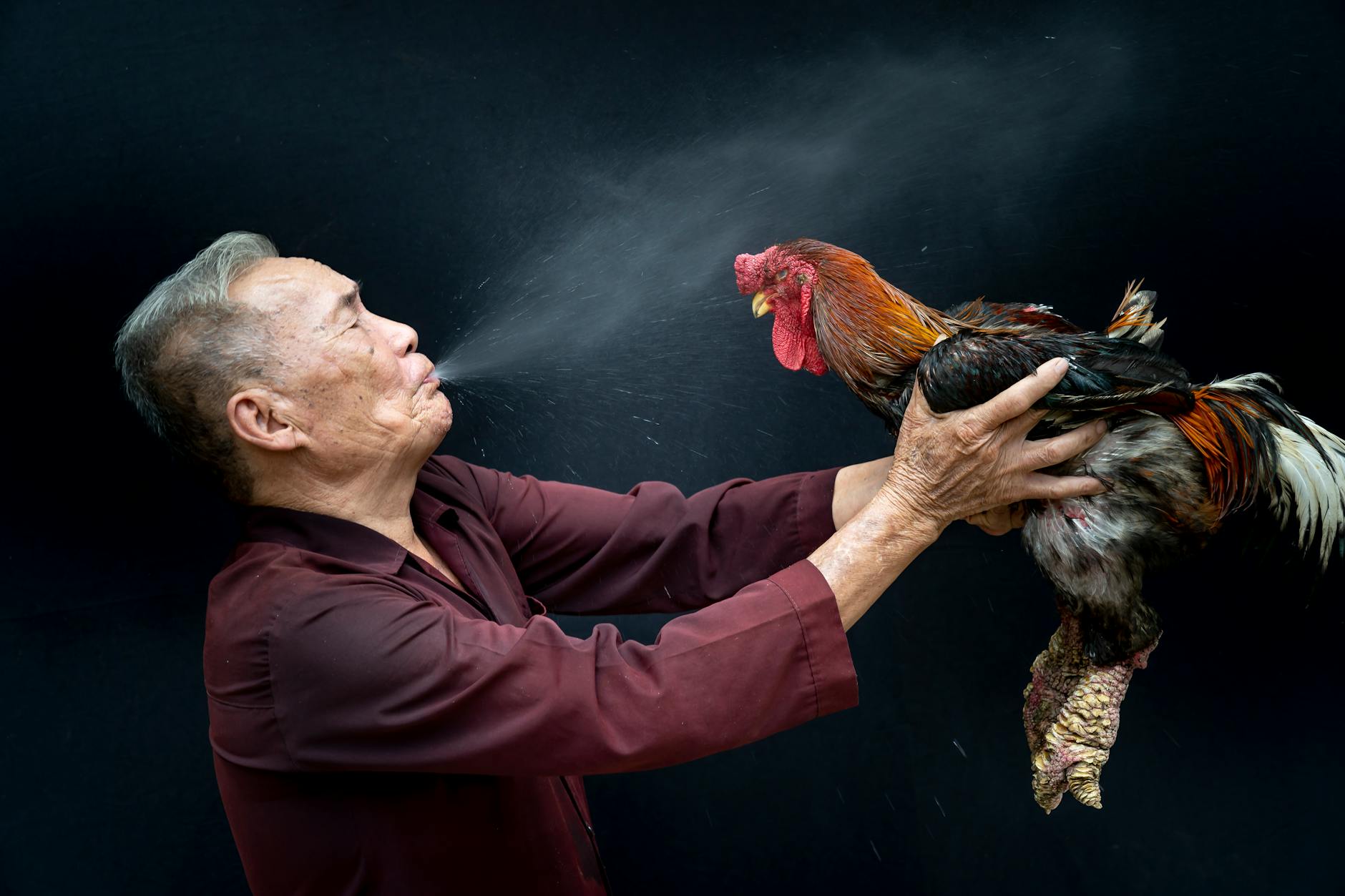 Cảnh kiểm tra chiến kê trước trận với thao tác quan sát thể trạng và cân nặng